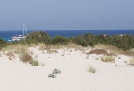 secondo stadio veduta delle dune e della vegetazione